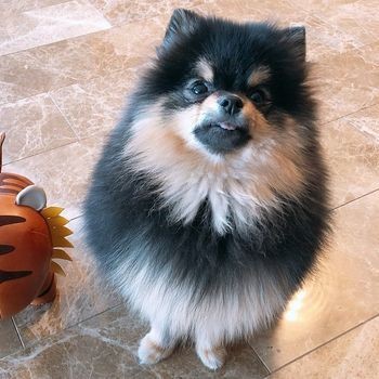 Yeontan ♡: Slytherin.- Hes cunning, mischevious and devious. - Ambitious to be the fluffiest pompom dog. And to be loved by everyone- Best leader of all the kpop animals.- Resouceful on where the snacks are.