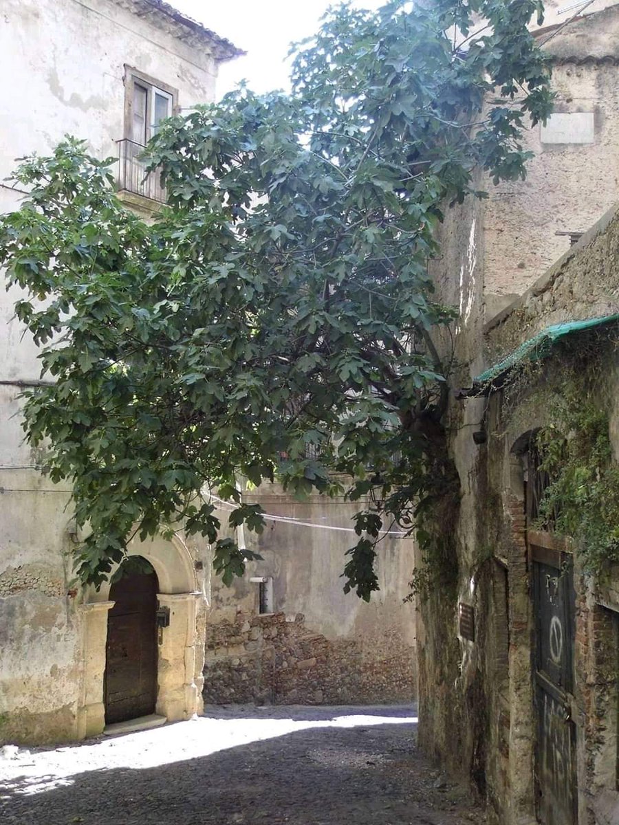 Uno dei punti più caratteristici del centro storico di Cosenza.A 'ficuzza' una pianta di fichi nata nel muro di uno stabile..