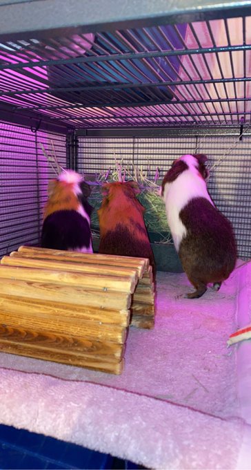 these little pigs are my pride &amp; joy 🥰 https://t.co/a3jGXFM5sc<a href="/tag/walkersculpturegarden"class="tags"><span>#walkersculpturegarden</span></a>