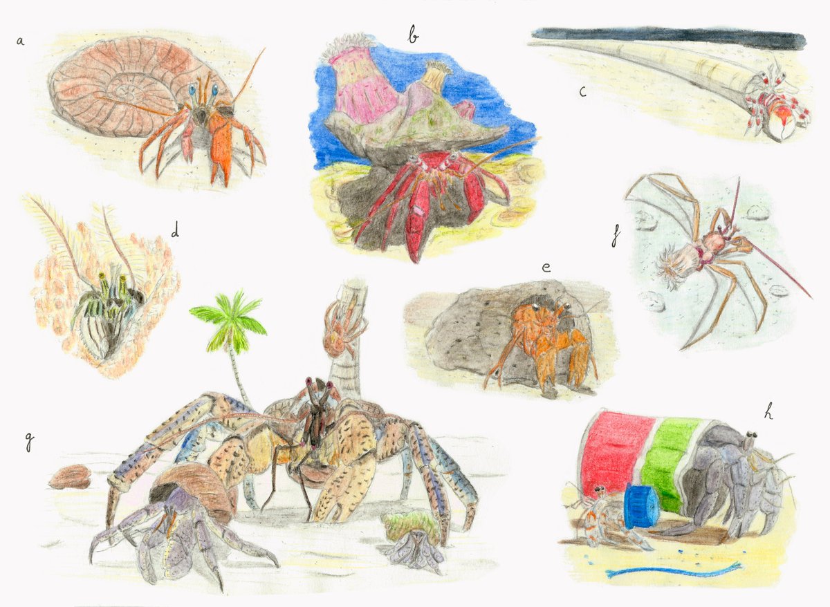 (Hilo) La diversidad de los cangrejos ermitañosLos cangrejos ermitaños, con las conchas que portan, son unos crustáceos fácilmente reconocibles. En este dibujo expongo una pequeña muestra de su diversidad, que explicaré en este hilo #CrabMonth