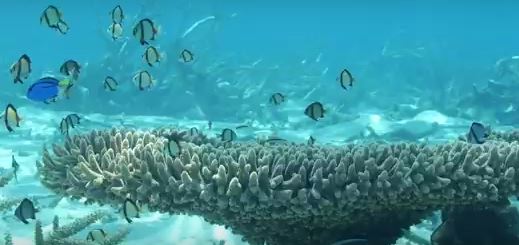 #SeascapeGenomics reveals candidate molecular targets of heat stress adaptation in three #coral species

Read go.epfl.ch/moltar

<a href="/epflENAC/">EPFL-ENAC</a> <a href="/UMREntropie/">Entropie - Tropical Marine Ecology Lab.</a> <a href="/ird_fr/">IRD.fr</a> <a href="/BenzoniFran/">Francesca Benzoni</a> <a href="/EPFL_en/">EPFL</a> <a href="/molecology/">Molecular Ecology</a>