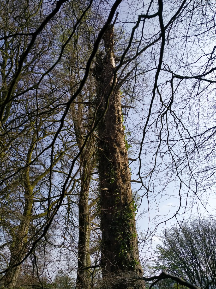 We conclude by highlighting the need to consider the availability of natural denning sites when planning for carnivore conservation and recovery!1) retain standing and fallen deadwood + veteran trees2) avoid single species plantations3) protect matrix habitats e.g. scrub