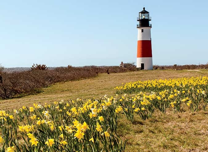 Join us as we celebrate this year’s Virtual Daffodil Festival with @ACKchamber! 💛  #NantucketWhaler #Nantucket #NewEngland #DaffodilFestival #ACKdaffy