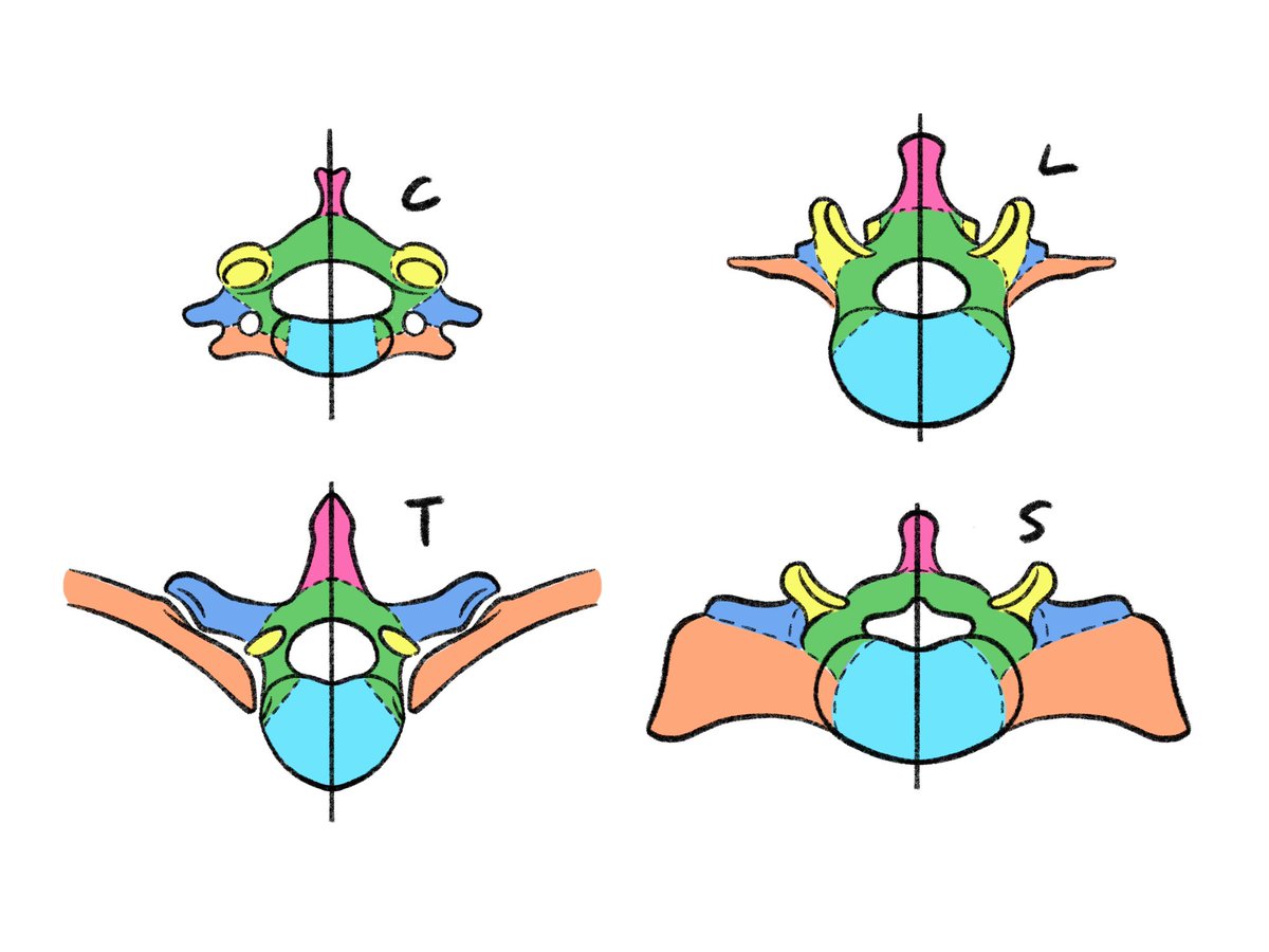 「椎骨(いわゆる背骨)の成分。くっついたり離れたり、大きくなったり小さくなったり変」|伊豆の美術解剖学者のイラスト