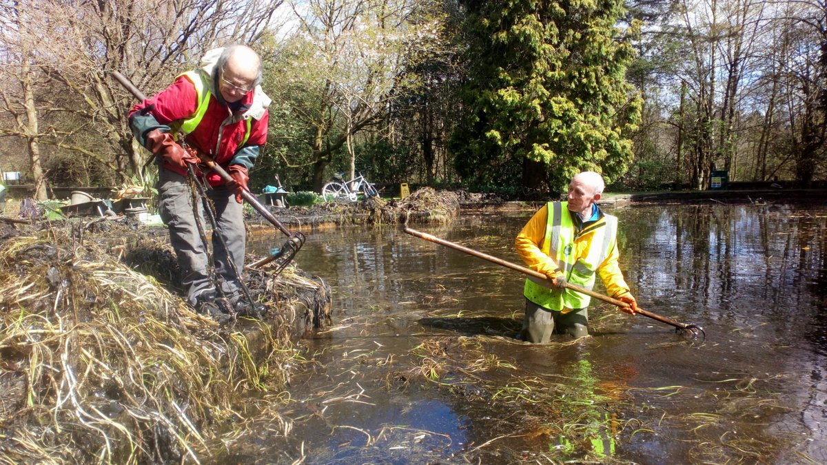 two men wearing high vis jackets are wading in the pond. One is standing on the bank looking into the pond, the other in the pond. Both are holding rakes to dredge out old vegetation.
