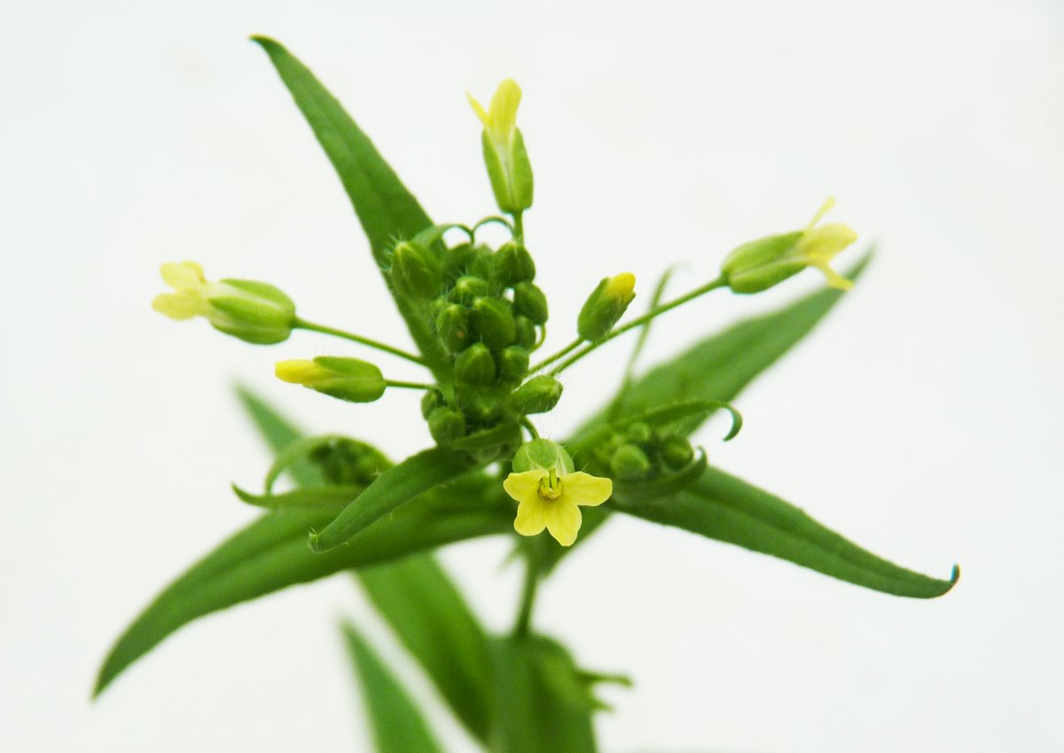 UNTWIST_H2020 (@untwist_h2020) on Twitter photo On #EarthDay2021 <a href="/UNTWIST_H2020/">UNTWIST_H2020</a> project is working on the resilient European oilseed crop camelina in a multidisciplinary approach to decipher the diverse heat and drought stress response mechanisms untwist.eu/concept/ On #EarthDay2021 <a href="/UNTWIST_H2020/">UNTWIST_H2020</a> project is working on the resilient European oilseed crop camelina in a multidisciplinary approach to decipher the diverse heat and drought stress response mechanisms untwist.eu/concept/