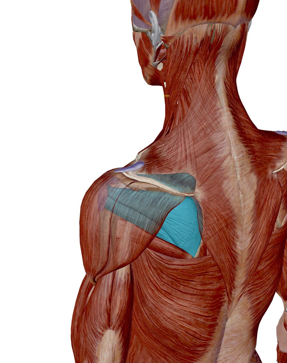 The shoulder is a magnificent joint in our body. It achieves incredible mobility without compromising its stability 🤸‍♂️🏋️‍♀️🤾‍♀️

This is due to our rotator cuff muscles. They are the small muscles of the shoulder that are in charge of keeping the arm in it’s socket 🤓