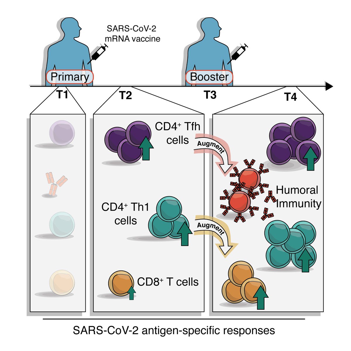 Our study on T cell responses to SARS-CoV-2 mRNA vaccines is up! Are T cells primed by the vaccines? Do they have features of long-lived memory cells?Do they contribute to the overall immune response?A thread on the key findings below  https://www.biorxiv.org/content/10.1101/2021.04.21.440862v1