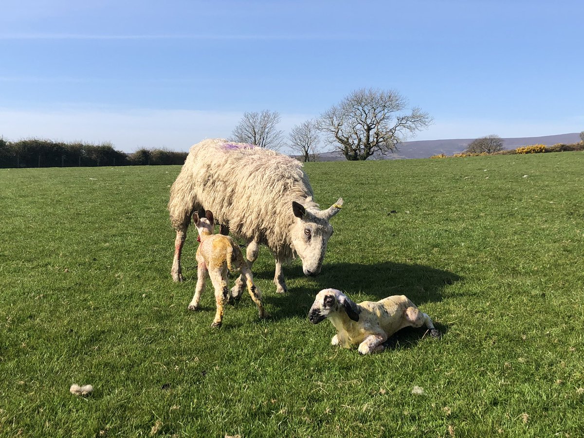 1st #bluefacedleicester lambs of the year. Good job it’s sunny and dry for these baldies