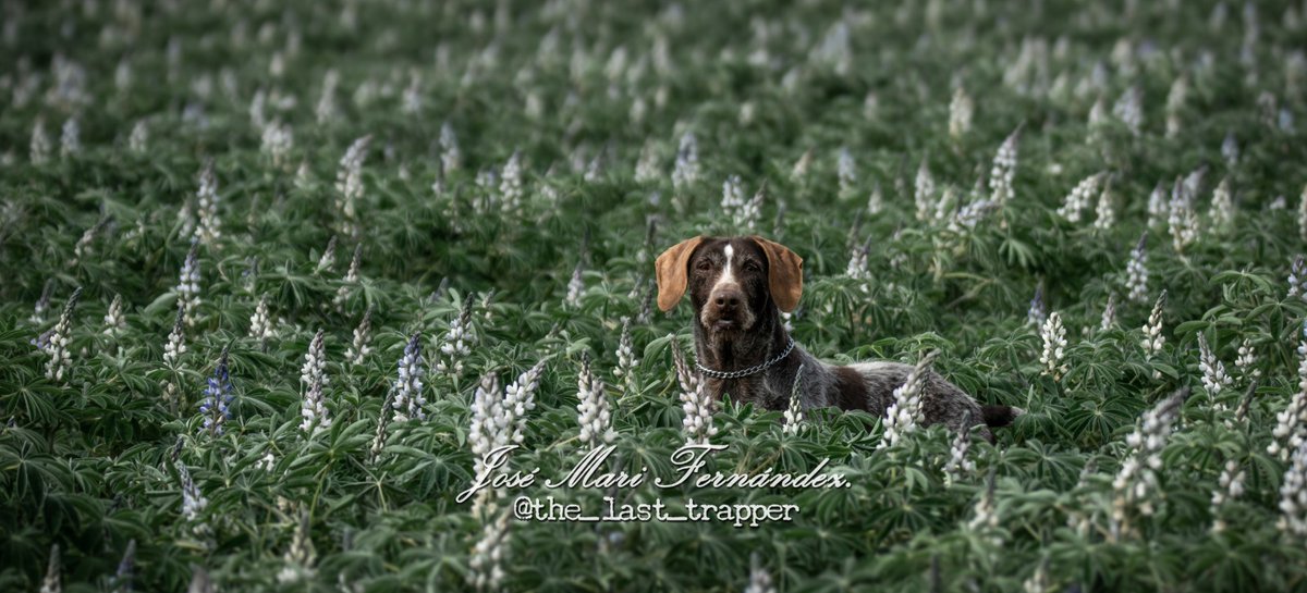 ¡Un nuevo día 23 y un nuevo texto para vosotros, cazadores! José Mari Fernández ha querido aprovechar la ocasión de un nuevo inicio de la campaña #miperroesdecaza, realizada por la FAC, Jara y Sedal y Mutuasport, para mostrarnos una bonita carta a su perro
jocan-caza.blogspot.com/2021/04/en-bus…