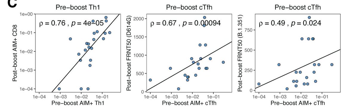 It turns out, yes! Th1 and Tfh cells help the maturation of CD8+ T cell and B cell/antibody responses, respectively. We observed that Th1 cells primed by the first dose strongly correlated with CD8 responses to the second dose, and the same for Tfh with neutralizing antibodies.