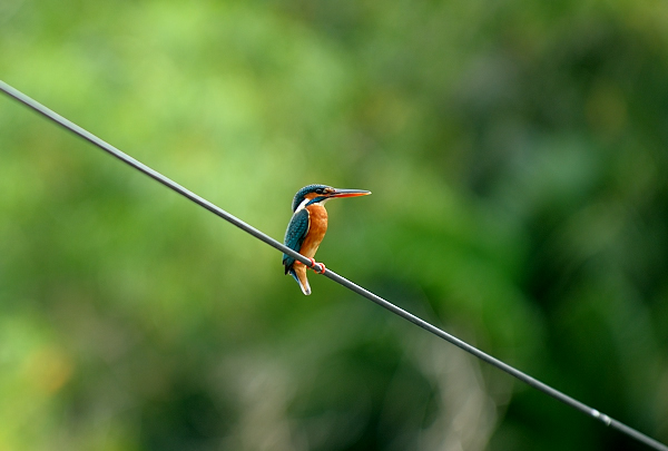Kingfisher  #birdsonwire #luv4birds #Luv4Wilds #naturephotography #birdphotography #birdsofindia #indianbirds