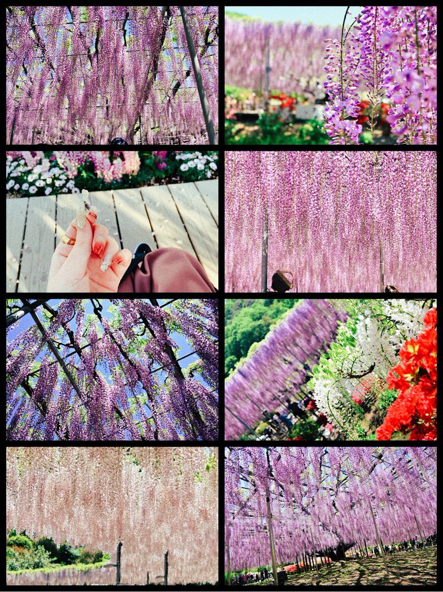 藤棚を見にいってきました💐 