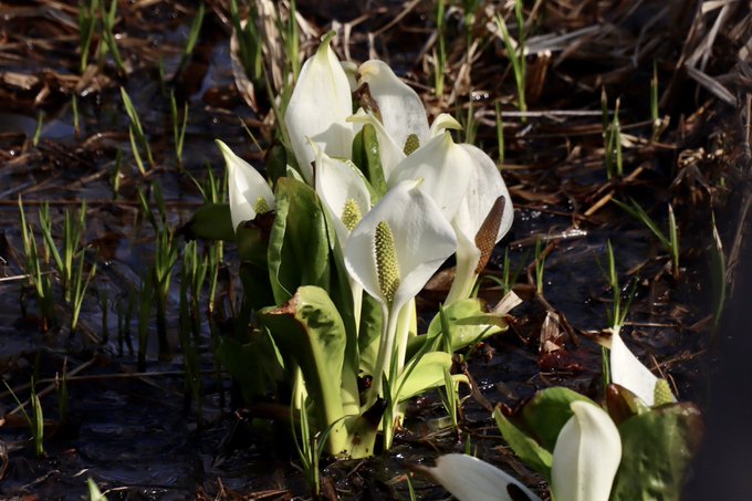 水芭蕉のtwitterイラスト検索結果