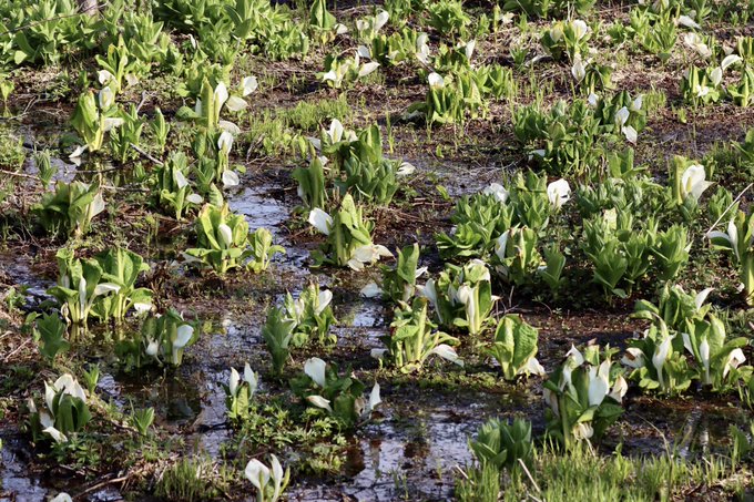 水芭蕉のtwitterイラスト検索結果
