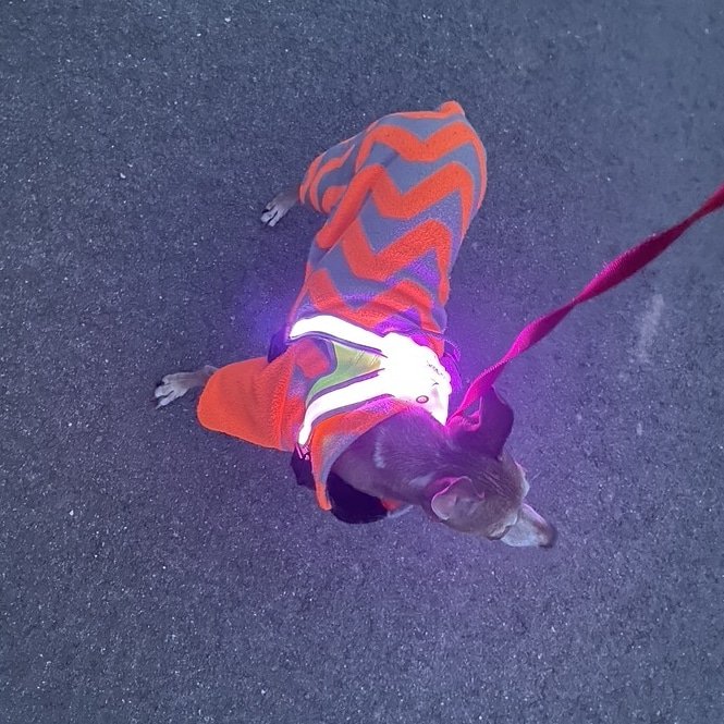 Congratulations to this week's #noxgear winner, Heidi!

Cricket is adorable in her jacket and LightHound! ❤

#noxgearnation, want to be a winner too?  Post your awesome pics using the #noxgear hashtag and you may be next!