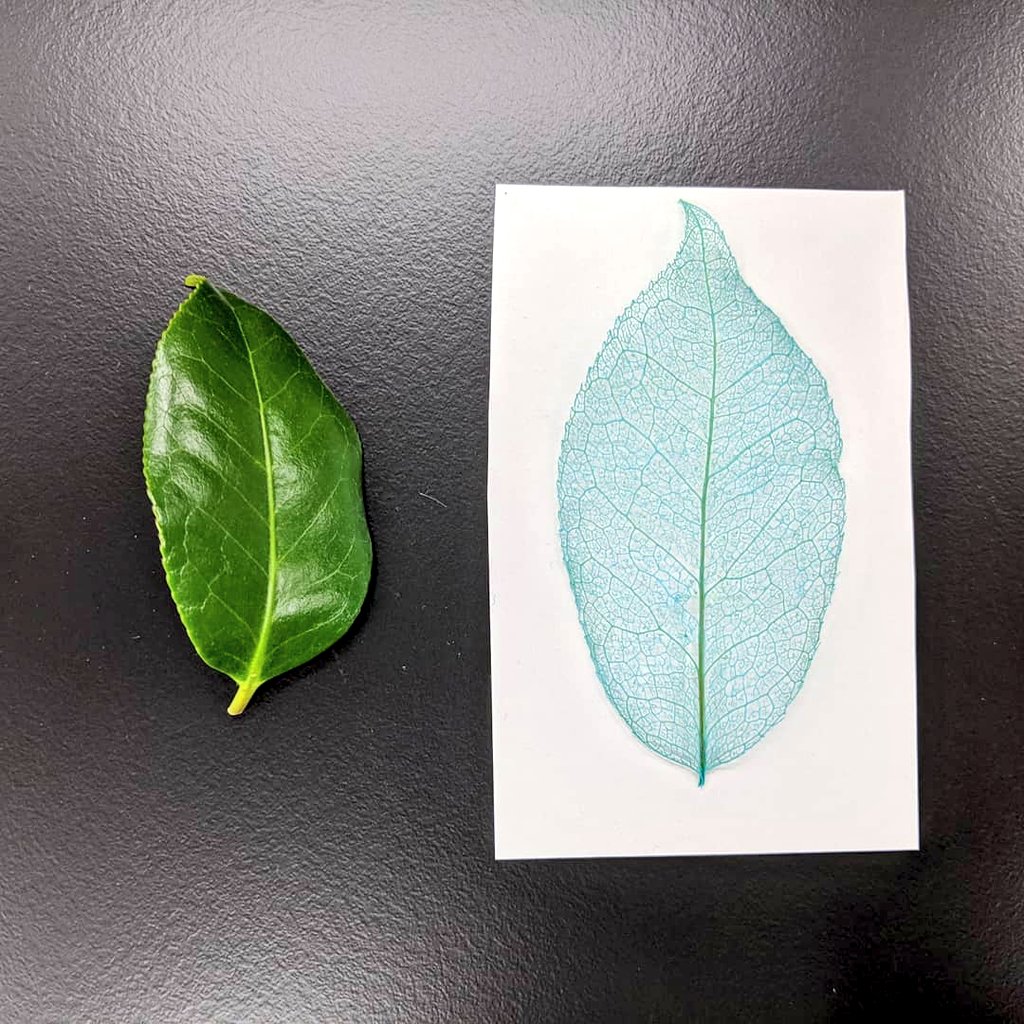 都立農産高校定時制 公式 葉肉と葉脈の成分や硬さの違いを利用して 葉脈のみを残しています 葉肉を落とすと 網状脈の名前のとおり 網の目のような葉脈が現れました 観察 漂白 染色を行い ラミネート加工を行いました T Co Tgfk4iqkdh