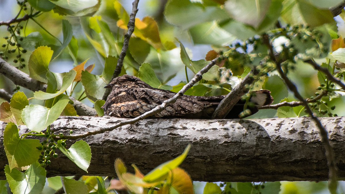 蓝喉歌鸲 Bluethroat &amp;
普通夜鹰 Grey Nightjar
Spring, such a lovely Spring.