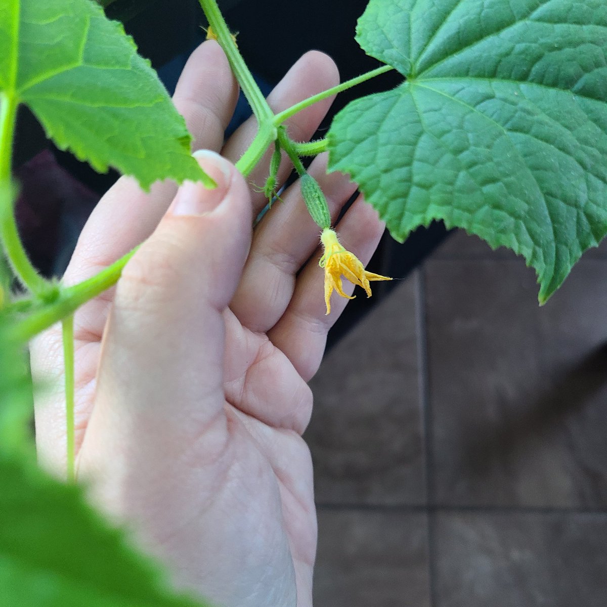 ASLittle1's tweet image. Look at that Itty bitty little cucumber.