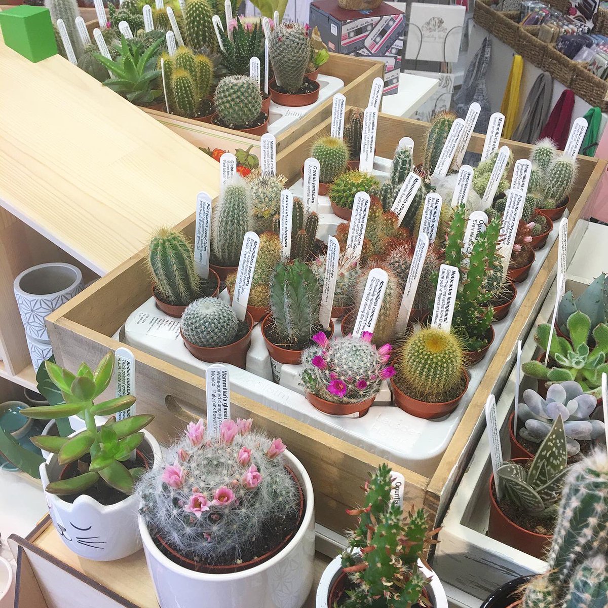 Doodlebug tweet media