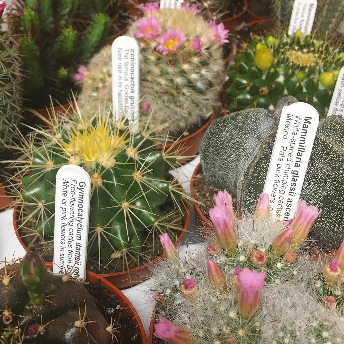 Doodlebug tweet media