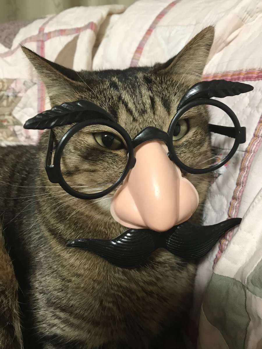 ダイソーの 犬 猫用サングラス でワイルドになったみんなのペットの画像を集めてみた Togetter