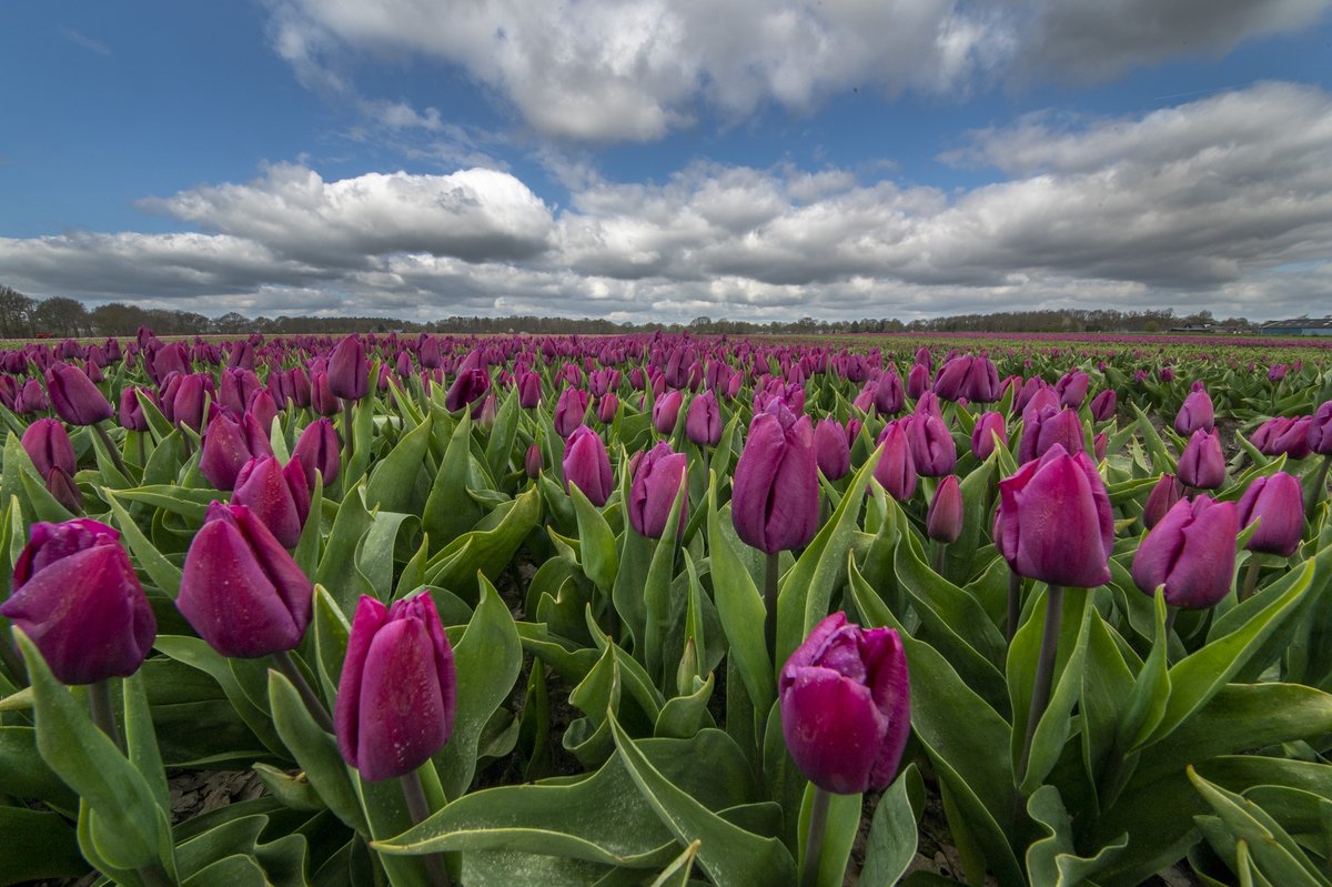 mariusvisser's tweet photo. https://t.co/t2ahBG3NQ9 Ook in Drenthe komen de tulpen langzaam de grond uit ? https://t.co/9fv8e8tkTJ