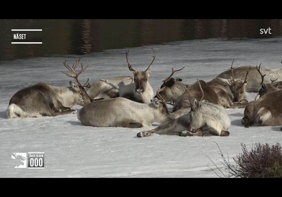 They moved from resting in the forest to resting on top of the ice. 
