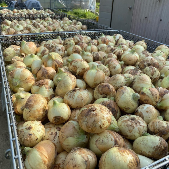 aki_rina's tweet image. 熊本の農家さん、コロナによる取引先からの受注減で売上が7割も落ち込んでいるそうです。昨年7月の豪雨災害で農作物が全滅してしまい、そこから立ち上がった中での逆風。サラダ玉ねぎとっても美味しかったので心からオススメできます！

▼KAMAFARMさん🧅
tabechoku.com/producers/2394…

#農家漁師からのSOS