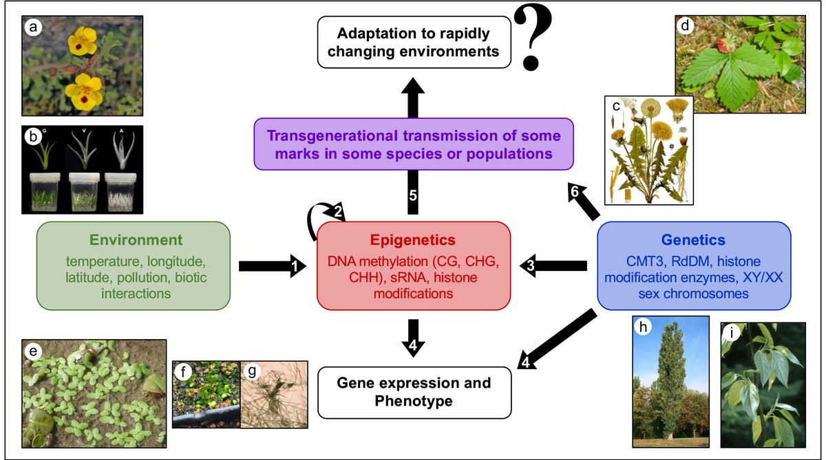 Botanical_'s tweet photo. Plant epigenetics: phenotypic & functional diversity beyond the DNA sequence (a new #AJB commentary by @Tere_BS, @Aline_MUYLE & Conchita Alonso) https://t.co/jMME6EaK2R #botany #ecology #evolution @wileyplantsci @wileyecology @CSIC @EpiDiverse @TuomasToivaine1 @Clelia_Yuc https://t.co/olst7UZ6H5