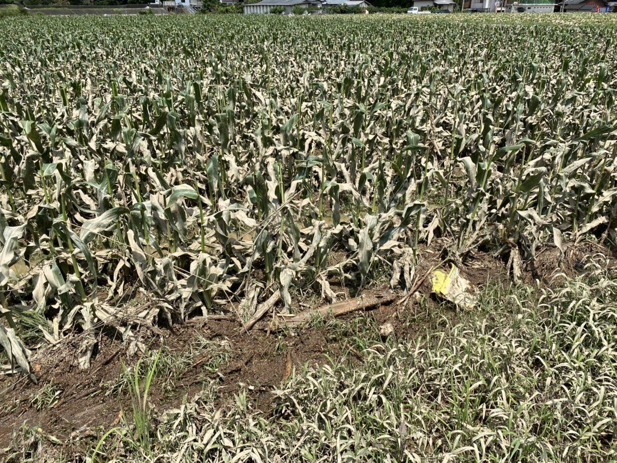 aki_rina's tweet image. 熊本の農家さん、コロナによる取引先からの受注減で売上が7割も落ち込んでいるそうです。昨年7月の豪雨災害で農作物が全滅してしまい、そこから立ち上がった中での逆風。サラダ玉ねぎとっても美味しかったので心からオススメできます！

▼KAMAFARMさん🧅
tabechoku.com/producers/2394…

#農家漁師からのSOS