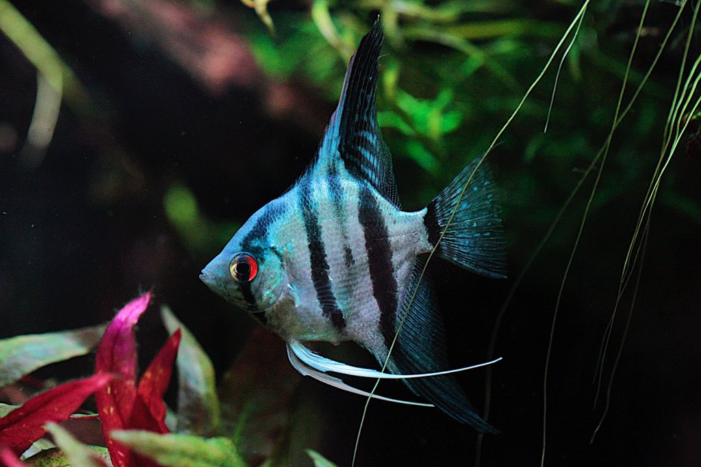 スーパーブルーエンゼル