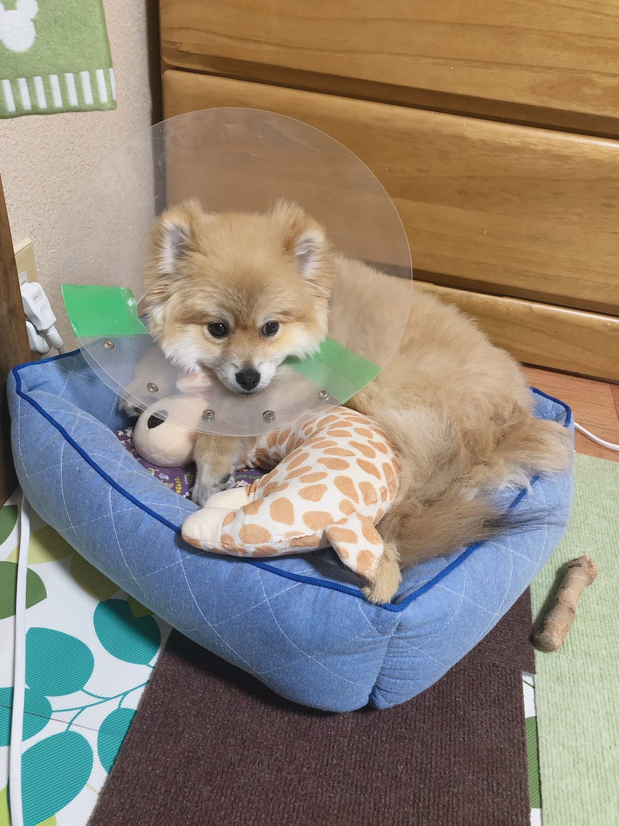 むぎ王子とあやたそ على تويتر きつねさんがキリンさんを抱っこ ポメラニアン ポメ 6ヶ月 オス きつね キリン 夕寝 柴犬 カット いぬのきもち 犬 Dog