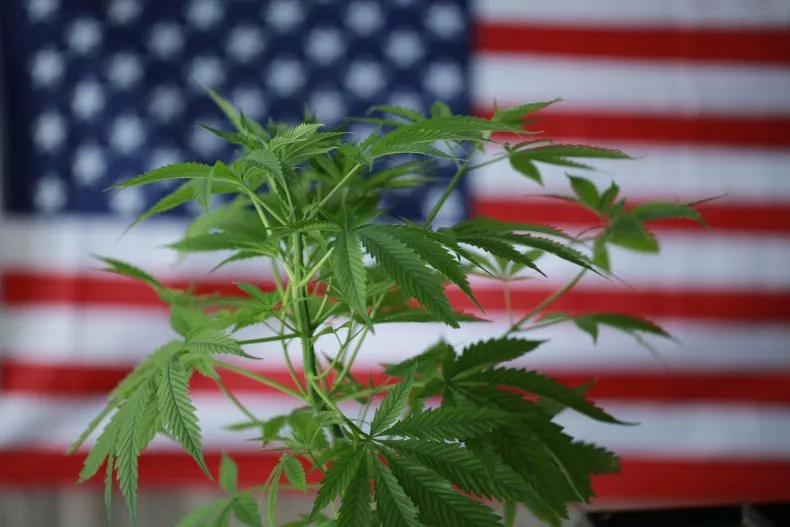 THEMMEXCHANGE's tweet photo. 91 Percent of Americans Support Legalized Marijuana 

https://t.co/U1AQwdBwFK #MME #marijuana #cannabis #America https://t.co/8AMn5PB40D