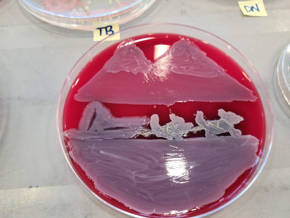 We had an agar art competition at work for #LabWeek2021. I couldn't help myself. #Agarditarod #MusherTwitter #UglyDogs