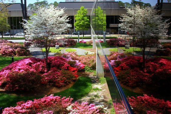 FlyORF's tweet photo. Prime time.🌸 #azaleasinbloom #airportinagarden @NorfolkBotanic @VisitNorfolkVA https://t.co/pMwQIA7FFs