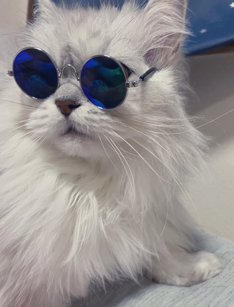 ダイソーの 犬 猫用サングラス でワイルドになったみんなのペットの画像を集めてみた Togetter