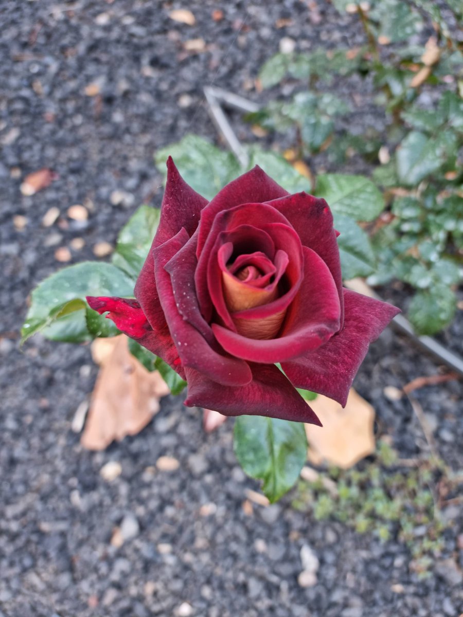 Una de mis Rosas, la comparto con vosotros, gracias por estar ahí🌹🌹💋💋📸 #Rosa
💙🌼💙🧢🎶 #FelizSantJordi #FelizCumpleaños