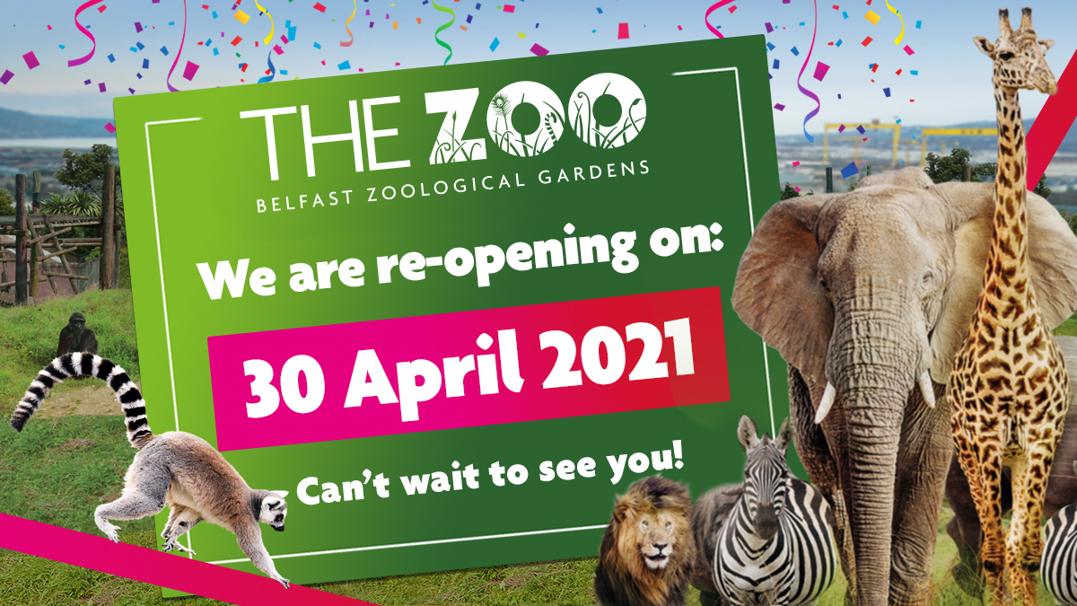 Belfast Zoo We Are Reopening On Friday 30 April We Are Very Excited To Announce That We Will Reopen Next Friday And Are Busy Getting Ready To Welcome Belfast Zoo We Are Reopening On Friday 30 April We Are Very Excited To Announce That We Will Reopen Next Friday And Are Busy Getting Ready To Welcome