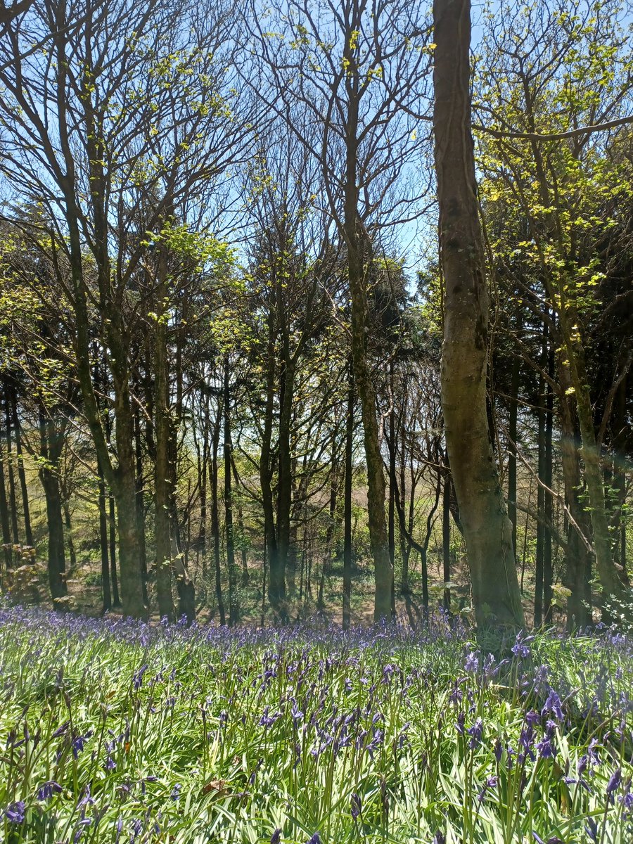 8twinge's tweet photo. Here's some bluebells for you with added sea glimpsed through the trees. Don't say I don't spoil you.

We were not allowed down here to see them last year because of ...The Thing, so this was doubly joyous.

#LymeRegis
#TimberHill https://t.co/I95fw5mC72