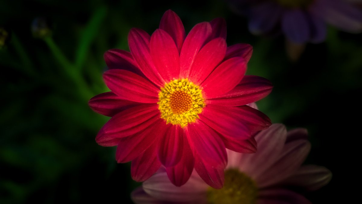 “Growing now!!”🌱
--------
#japan #Flower #plant #agriculture #lifeisart #cityshots #カメラ #pic #citykillerz #streetphotography #NightPhotography #nightphotoearth #photography  #art_of_japan_  #daily_photo_jpn #cityshots 
  #ファインダー越しの私の世界 #カメラ好きな人と繫がりたい