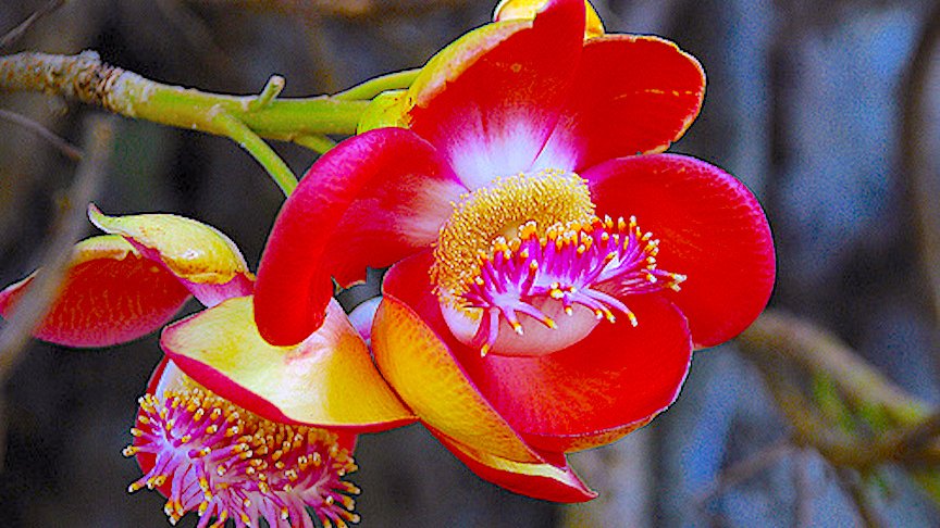 Цветы на индийском языке. Курупита гвианская. Тропические цветы в Индии. Экзотические растения Индии. Самые красивые цветы Индии.