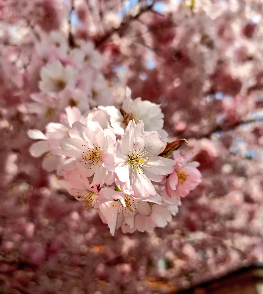 Good afternoon from Prague. Amazing Friday. I took photos yesterday. Here is warm weather. #happytime #spring #naturlovers #Blossom #trees #Prague #Czechia #Czech #Czech_Republic