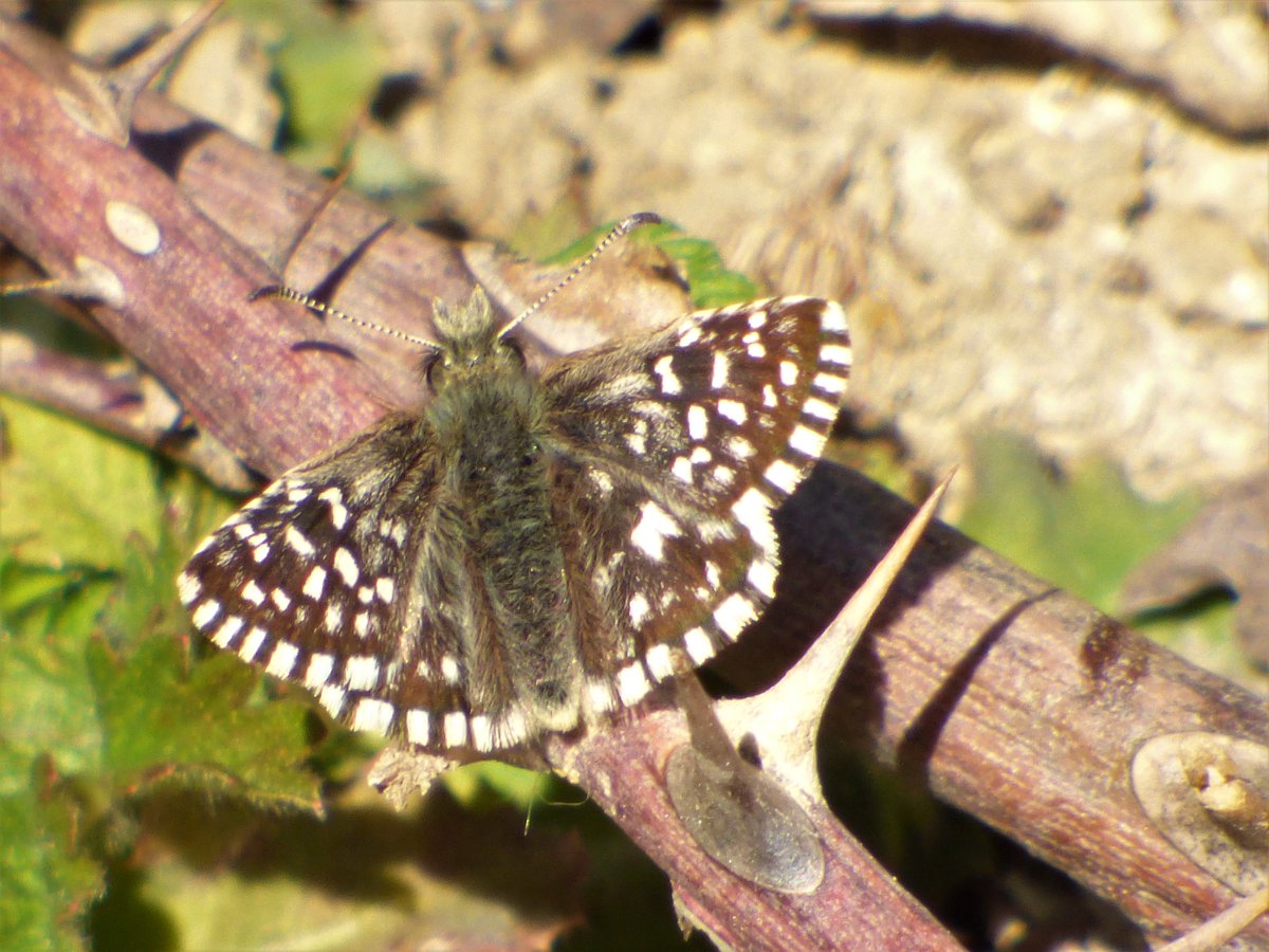 Good to see a Grizzled Skipper today @Skylarkfermyn on the scrape where we planted its larval food plants last week. @dave_b_james @BedsNthantsBC @SusannahOBC