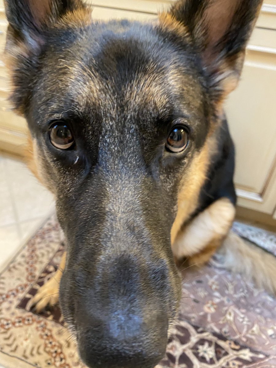 CristinGoodwin's tweet image. I played this with the volume on and Shadow freaked out.  Now she’s feeling guilty.