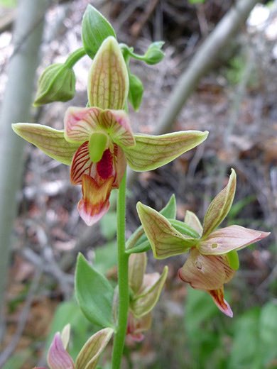 19. Orchidaceae: you all know orchids but did you know this family is one of two most diverse families on the planet (tied with asters). Orchids are found everywhere except icy glaciers. Even in the Mojave desert, coastal dunes and redwood forest. Get to know your local orchid!