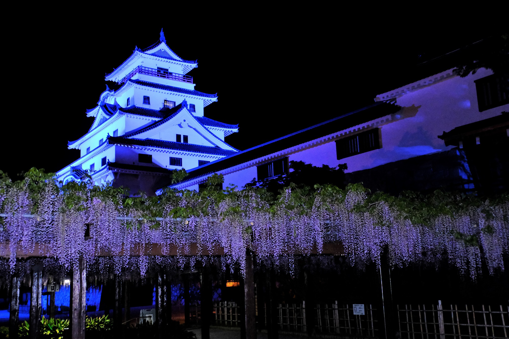 ヤツえもん 唐津城が青くライトアップされて１年が経過した 今年も藤の花が綺麗に咲いていた 違うのは 櫓工事中であったのが完成していること 違う色でライトアップされるのはいつだろう T Co Vwn7tdwf2z Twitter