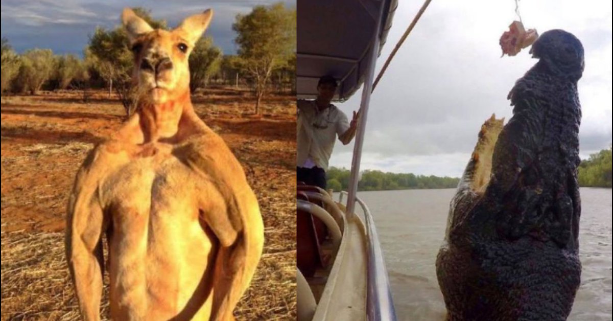 SBLY_Animal's tweet photo. 50 Espeluznantes Cosas Que Hay En Australia Que Te Quitarán Las Ganas De Vivir Allá
