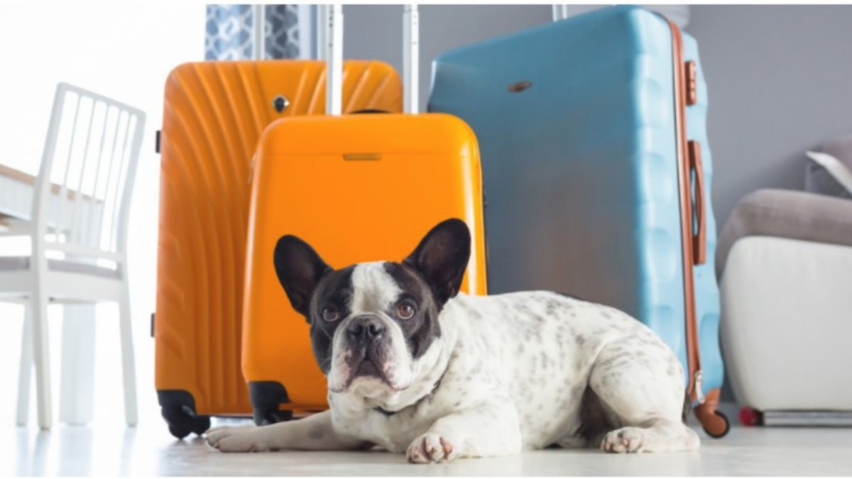 SteppNext's tweet image. Have your summer rental booked? Better get on that. 

conta.cc/3naodE5