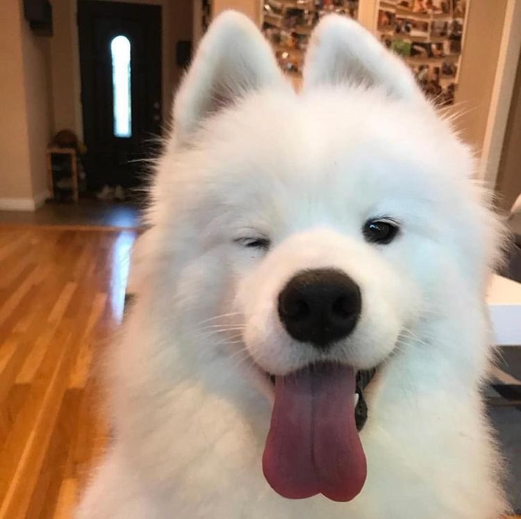 *wink* ;> #winmetawin  #SBPxSamoyed